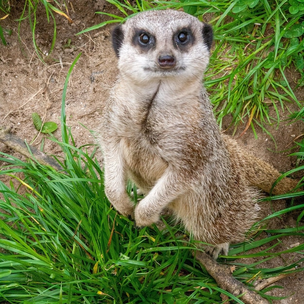 Foto ritratto di meerkat