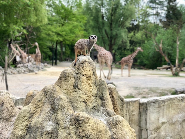 Foto meerkat sulla roccia contro le giraffe sulla foresta