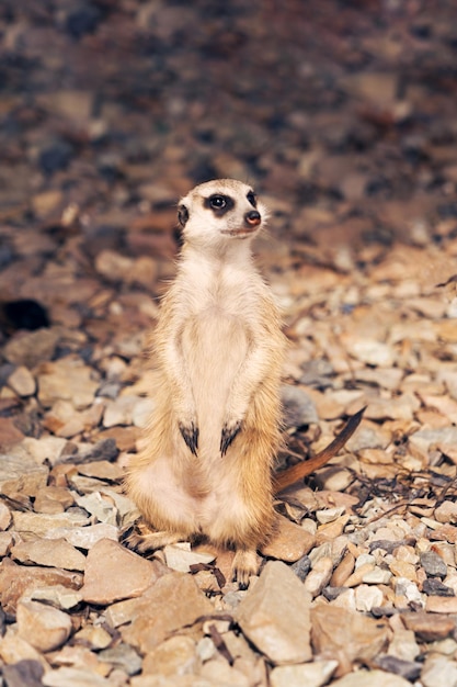 Meerkat on the rocks