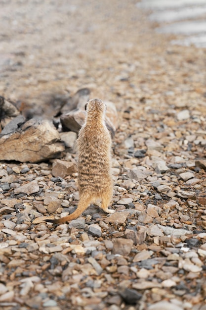 Meerkat on the rocks