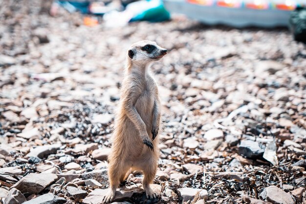 Meerkat on the rocks