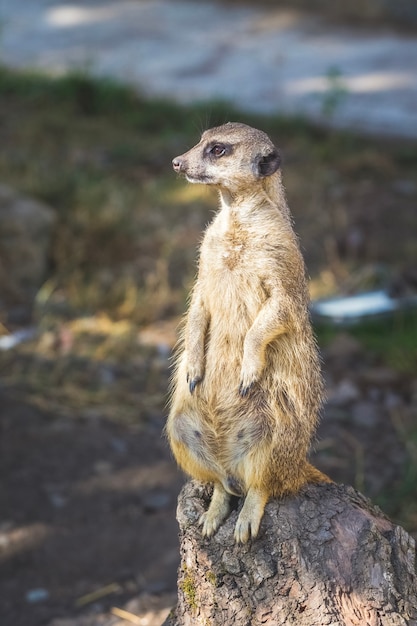 Meerkat sits on tree trunk