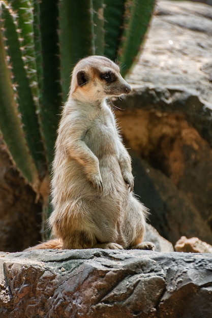 Meerkat는 바위에 앉아서 뭔가 찾고