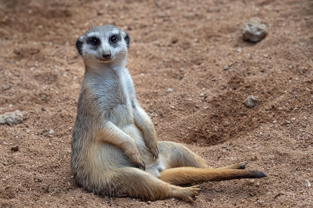 Foto meerkat seduto nella sabbia suricata suricatta