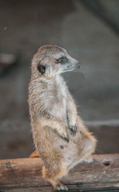 Foto meerkat staat grappig.