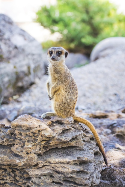 Meerkat staat rechtop op een rots in het wild_