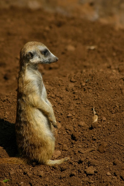 A meerkat stands on its hind legs in a brown dirt field.