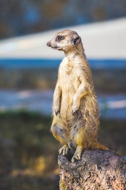 The Meerkat stands on its hind legs on a stump in sunny weather