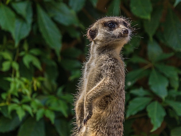 The meerkat stands with a pillar and turns its head