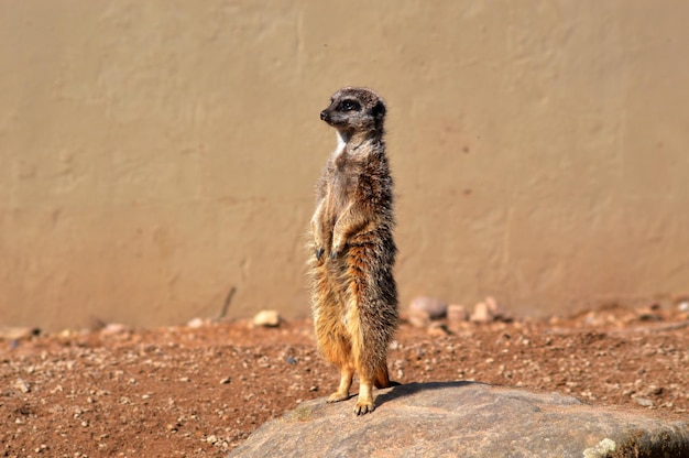 Meerkat stijgt op de rots tegen de muur