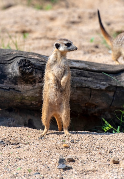 Meerkat SuricataまたはSuricatta  - 自然公園でのアフリカのネイティブ動物