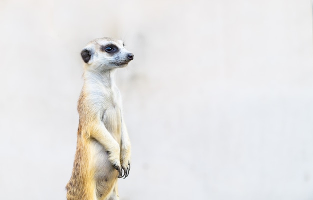 Meerkat Suricata suricatta, African native animal, 