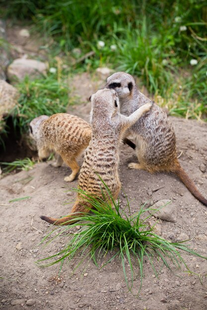 Meerkat, Suricata, Suricatta는 Suricate라고도합니다. 야생 동물.