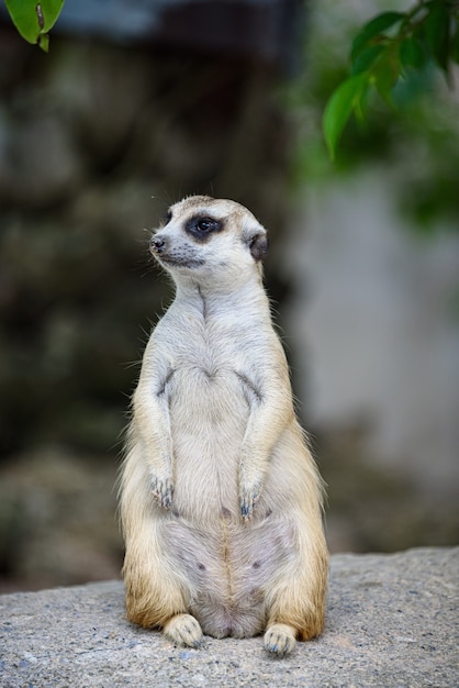 地面に住んでいるミーアキャット、Suricata suricatta