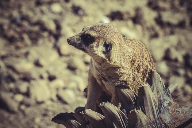 ミーアキャット（Suricata suricatta）の肖像画