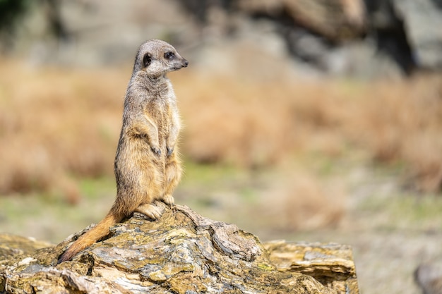 meerkat, Suricata suricatta 또는 suricate는 몽구스 가족의 작은 육식 동물입니다. Suricata 속의 유일한 구성원입니다