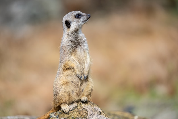 meerkat, Suricata suricatta 또는 suricate는 몽구스 가족의 작은 육식 동물입니다. Suricata 속의 유일한 구성원입니다