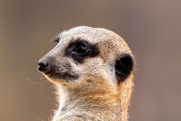 The meerkat (Suricata suricatta) or suricate is a small mongoose found in southern Africa