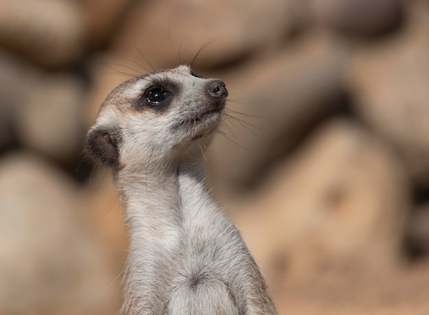 Meerkat or suricate is a small carnivoran belonging to the mongoose family