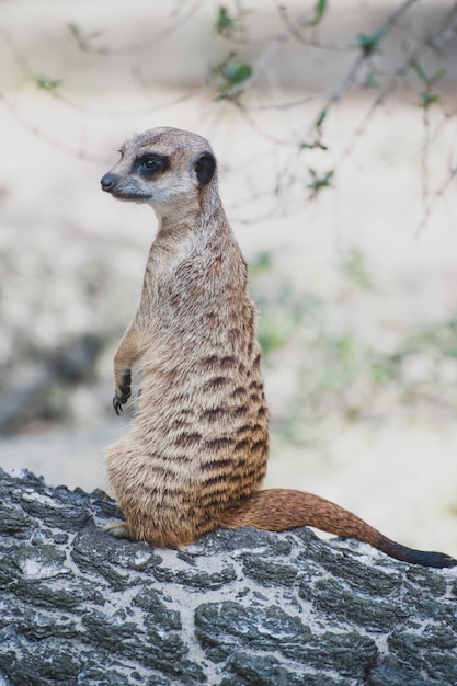 Meerkat suricate of Suricata-suricatta. Kleine carnivoran behorend tot de mangoeste familie - Herpestidae. Afrikaanse inheemse schattige dieren.