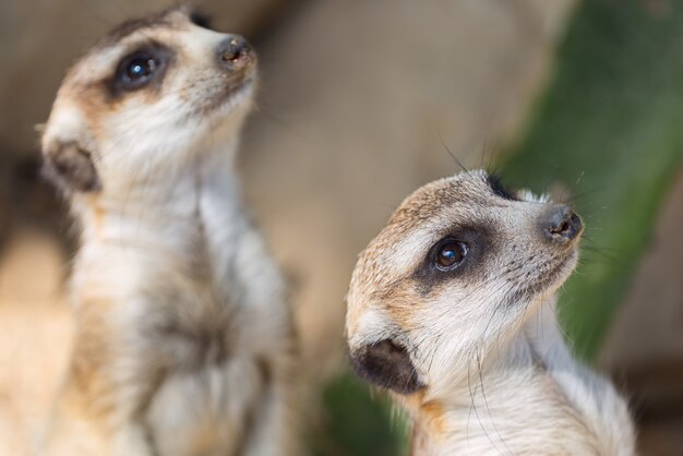 The meerkat or suricate Suricata suricatta.