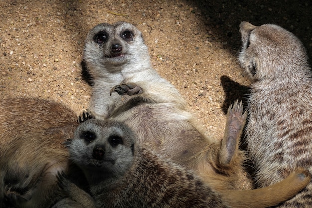 Meerkat 또는 Suricate(Suricata suricatta)