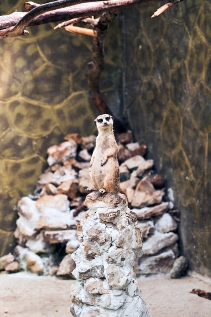 멜버른 동물원에서 발견 된 Meerkat Surikate