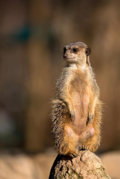 Meerkat in the wild