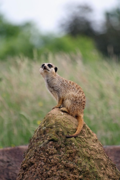 Meerkat zit op een rots tegen het veld.