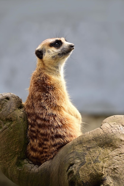 Meerkat zit op hout.