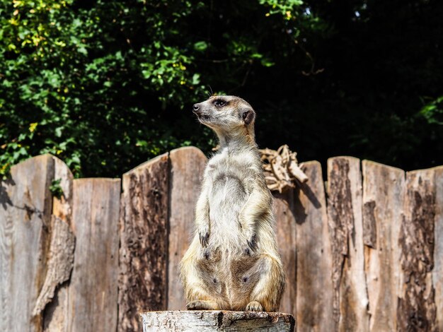 Foto meerkat zit op hout.