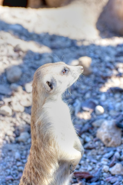 meerkat