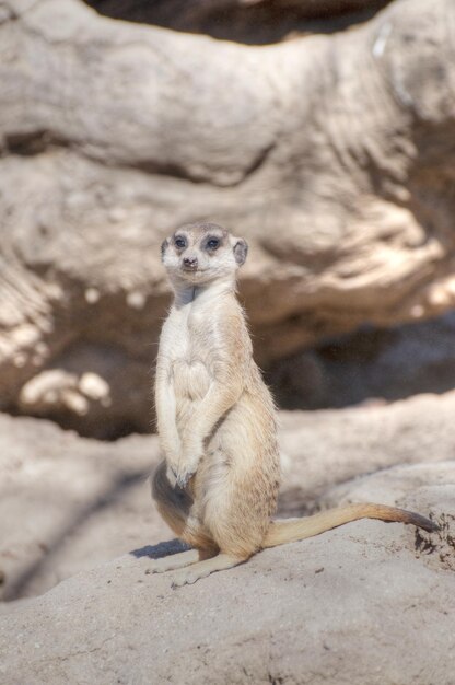 meerkat