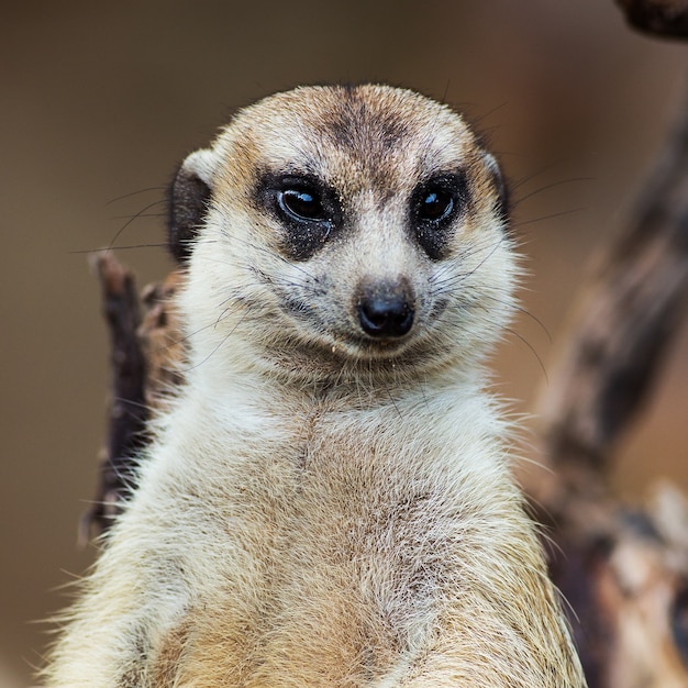 Meerkat