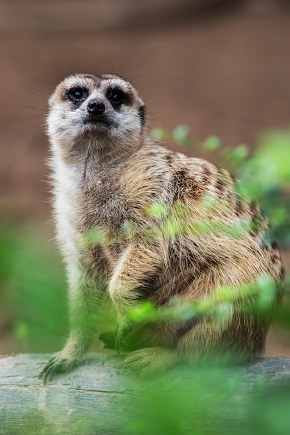 Foto meerkat