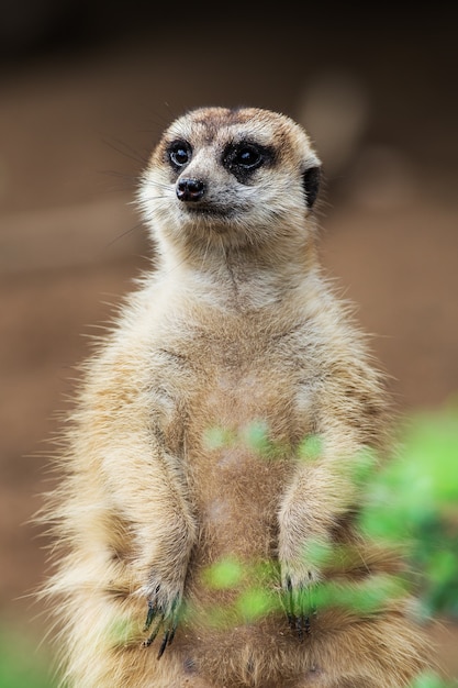 Meerkat