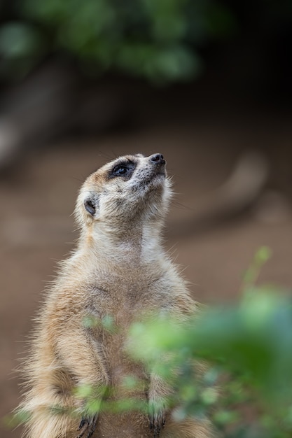 Meerkat