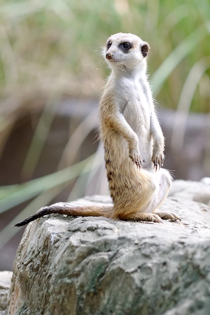 Meerkat