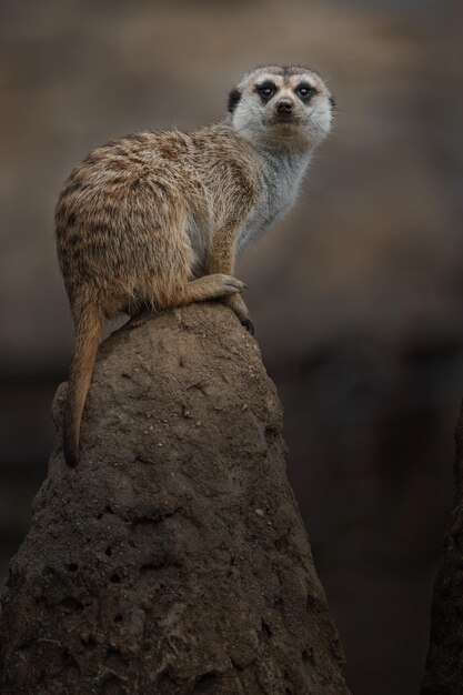 meerkat