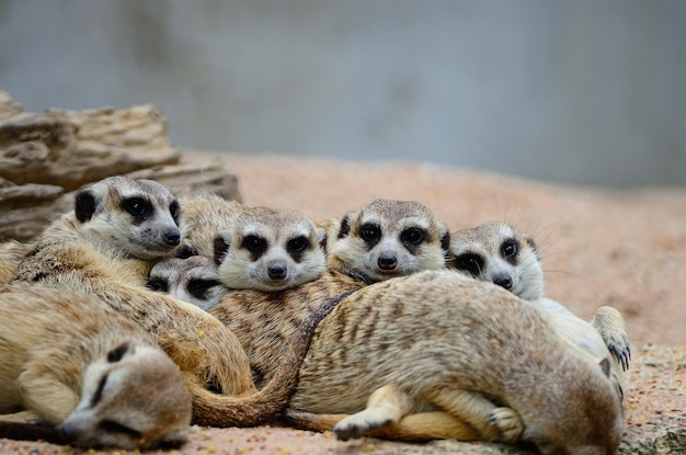 Meerkat