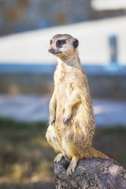 The Meerkatg stands on its hind legs on a stump in sunny weather_