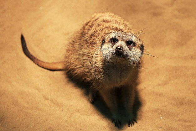 meerkatmammal species of the mongoose family