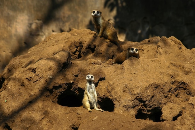 A meerkats are on a nest in a zoo.