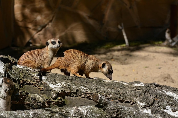 meerkats on fallen tree at forest