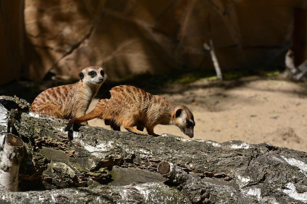 Photo meerkats on fallen tree at forest