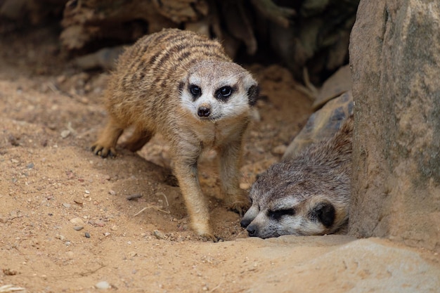 Meerkats in a pack, Suricata suricatta