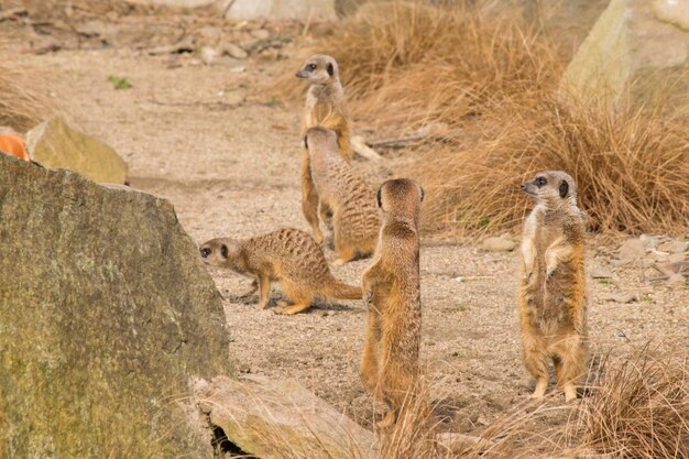 写真 野原 で 繁殖 し て いる ミルカット