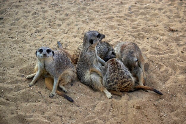 meerkats sit on the sand bask in the sun and rest