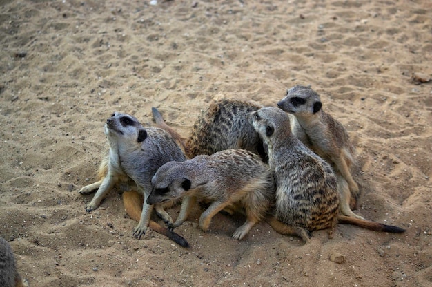 meerkats sit on the sand bask in the sun and rest