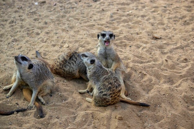 meerkats sit on the sand bask in the sun and rest